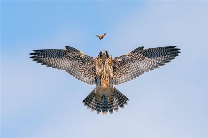 Premios De La Fotografía De Aves Del 2024