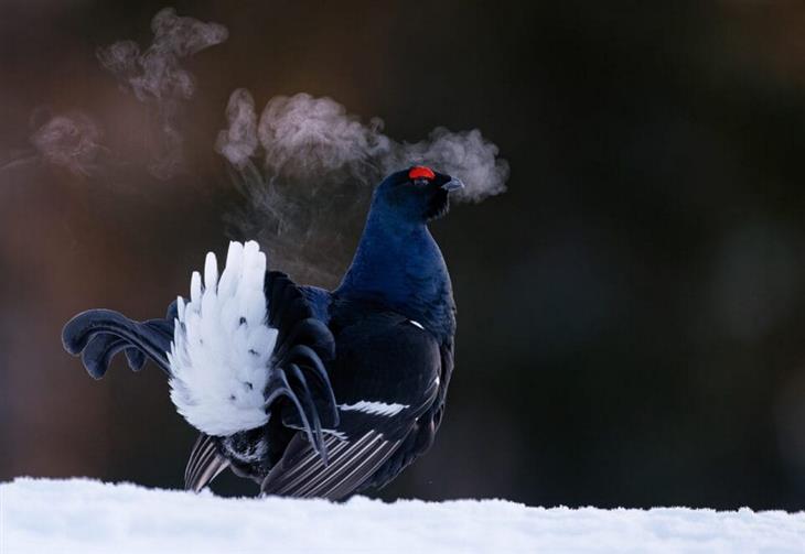 Premios De La Fotografía De Aves Del 2024