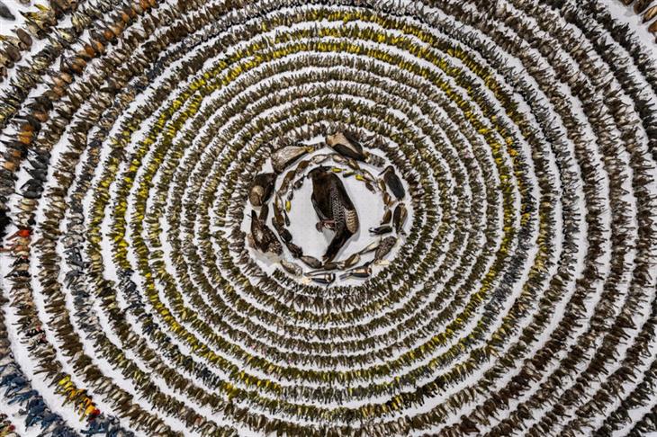 Premios De La Fotografía De Aves Del 2024