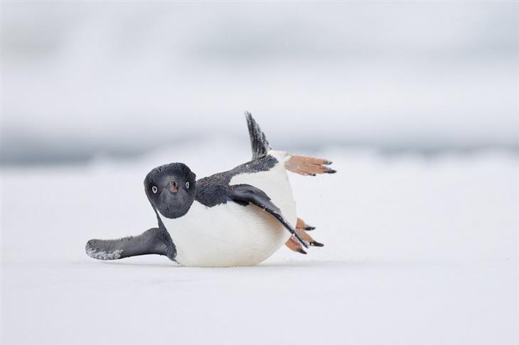 Premios De La Fotografía De Aves Del 2024