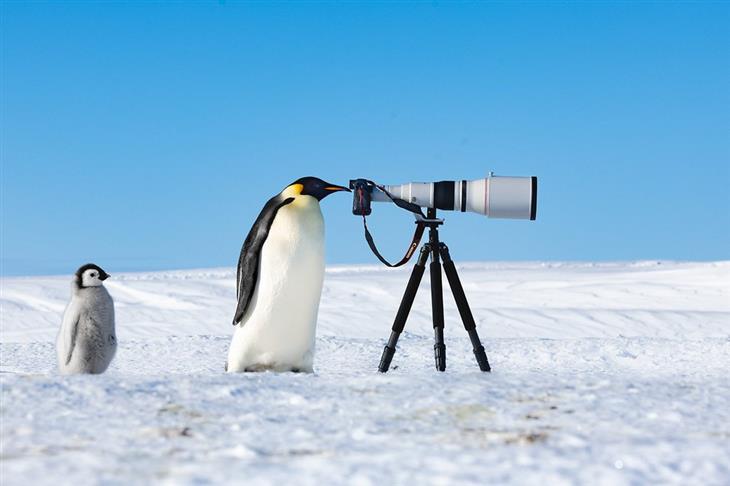 Premios De La Fotografía De Aves Del 2024