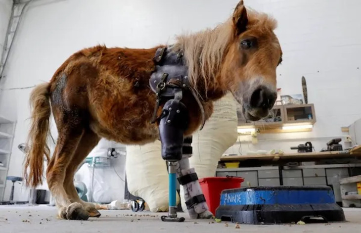 Animales Que Recibieron Ayuda De La Tecnología