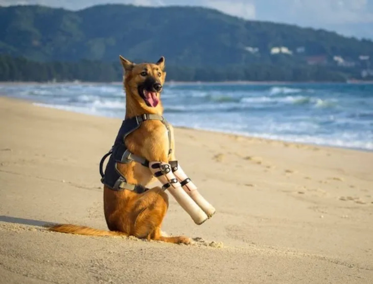 Animales Que Recibieron Ayuda De La Tecnología