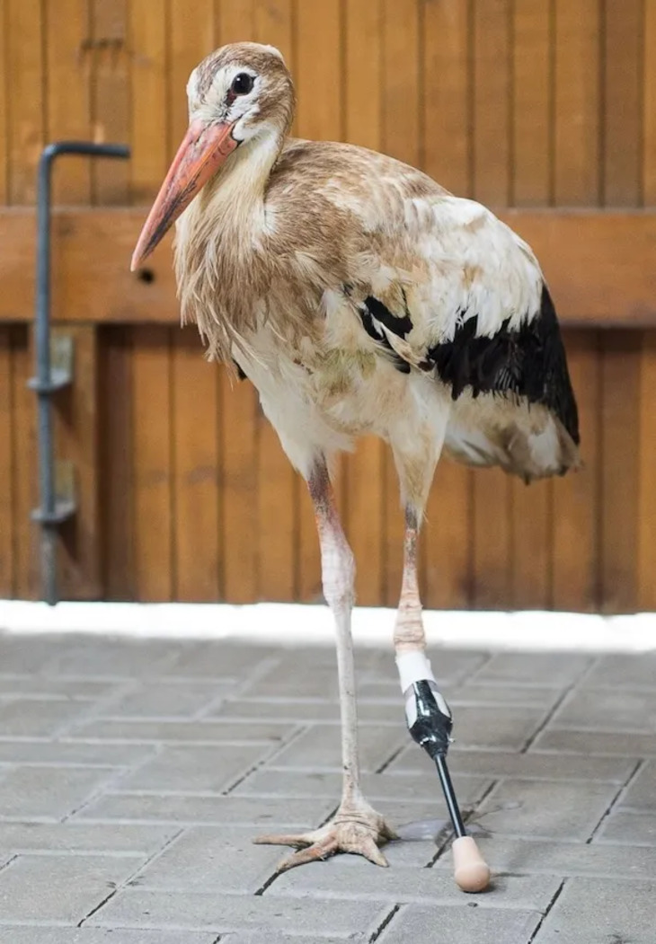 Animales Que Recibieron Ayuda De La Tecnología