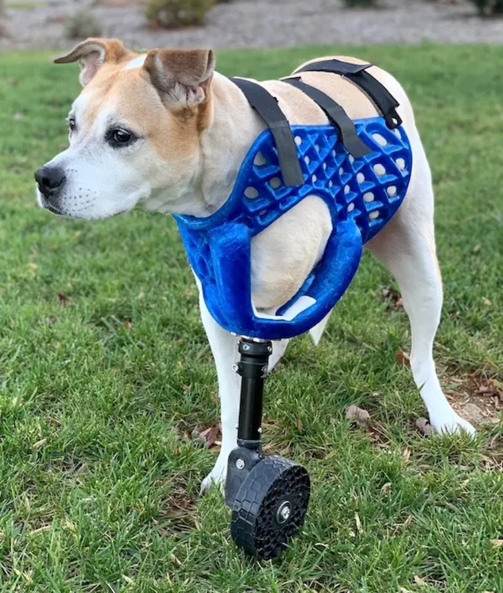 Animales Que Recibieron Ayuda De La Tecnología