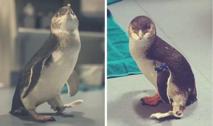 Animales Que Recibieron Ayuda De La Tecnología