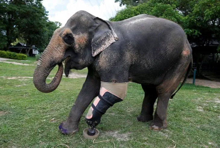 Animales Que Recibieron Ayuda De La Tecnología