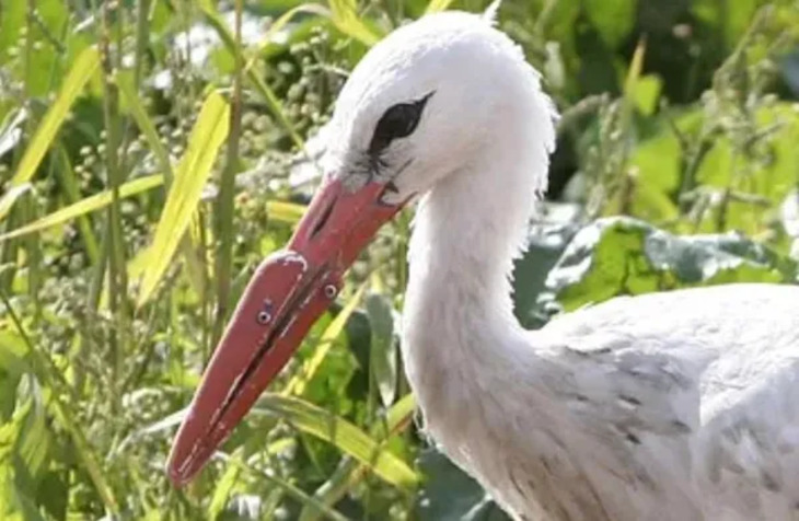 Animales Que Recibieron Ayuda De La Tecnología