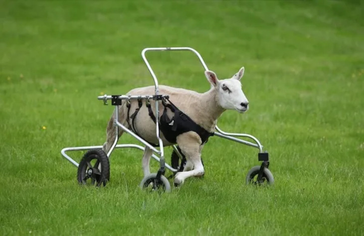 Animales Que Recibieron Ayuda De La Tecnología