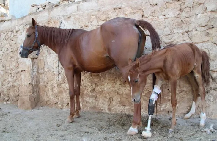 Animales Que Recibieron Ayuda De La Tecnología