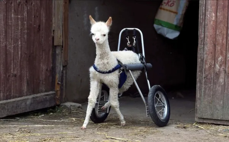 Animales Que Recibieron Ayuda De La Tecnología