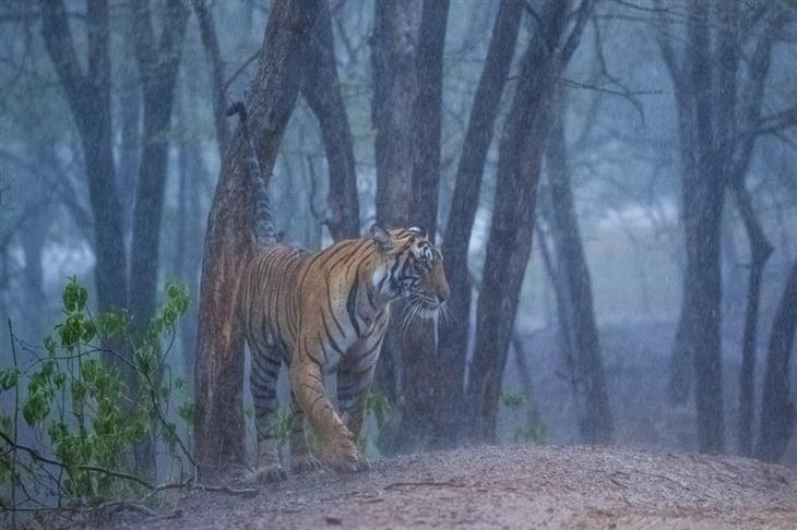 Fotografías Impresionantes De Tigres