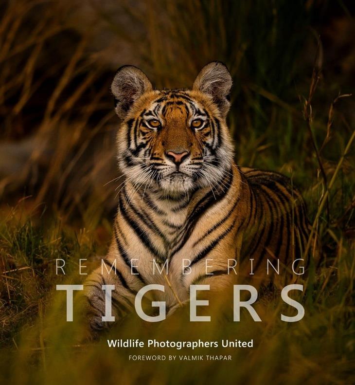 Fotografías Impresionantes De Tigres