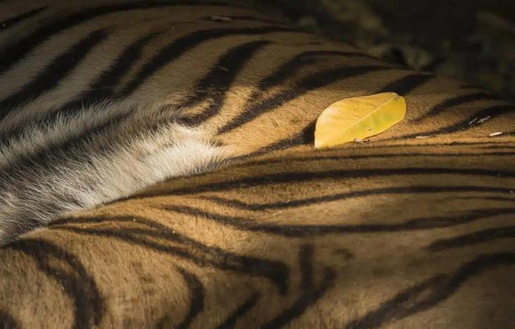 Fotografías Impresionantes De Tigres