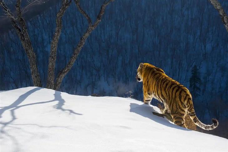 Fotografías Impresionantes De Tigres