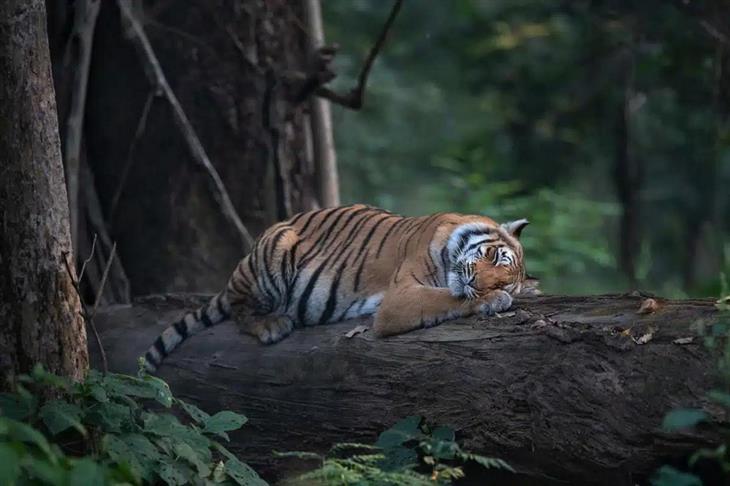 Fotografías Impresionantes De Tigres