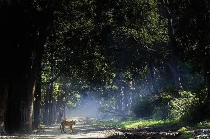 Fotografías Impresionantes De Tigres