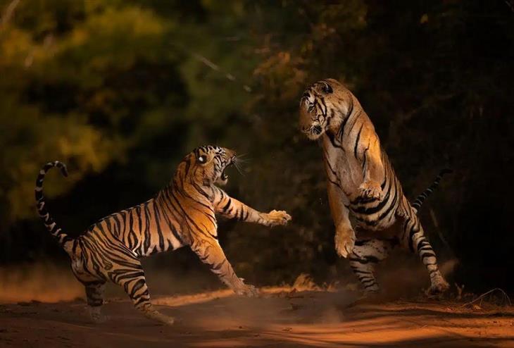 Fotografías Impresionantes De Tigres