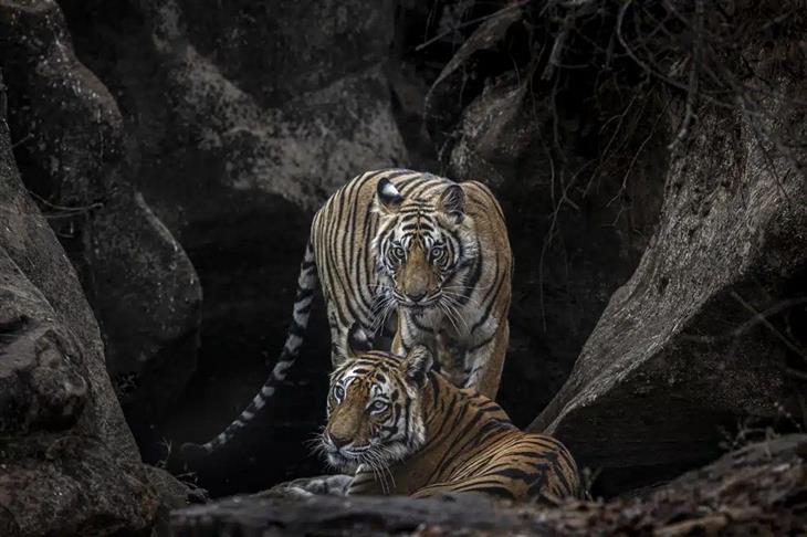 Fotografías Impresionantes De Tigres