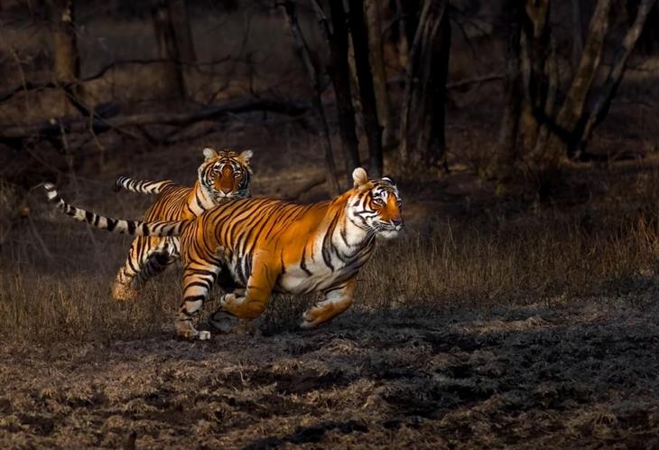 Fotografías Impresionantes De Tigres