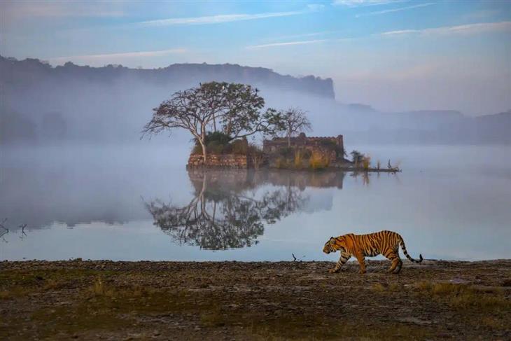 Fotografías Impresionantes De Tigres