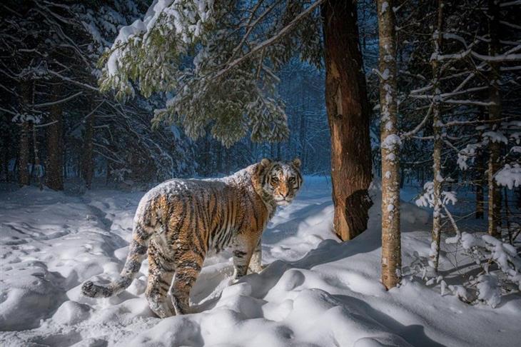 Fotografías Impresionantes De Tigres