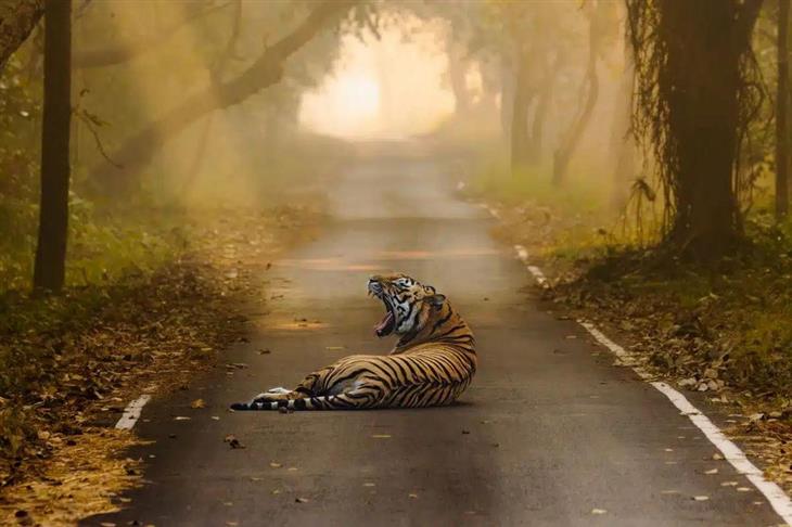 Fotografías Impresionantes De Tigres