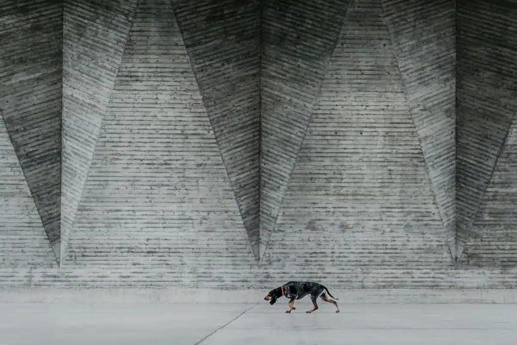 Premios de fotografía de perros del 2024