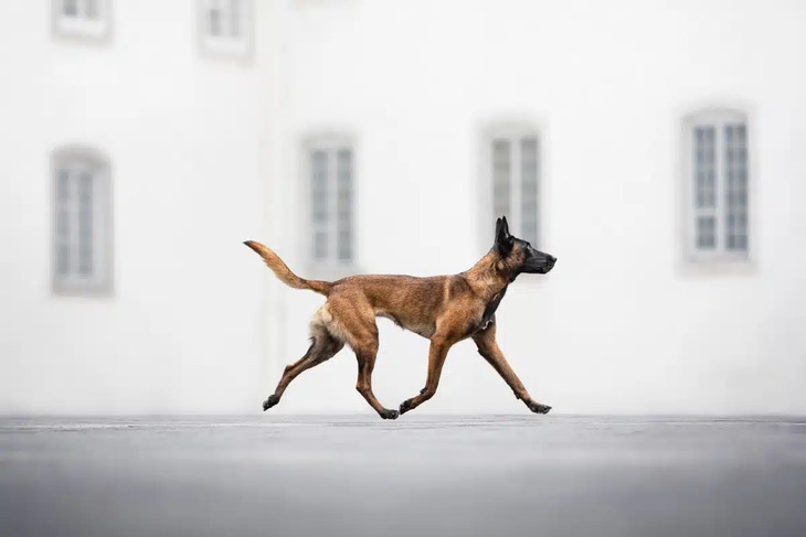 Premios de fotografía de perros del 2024