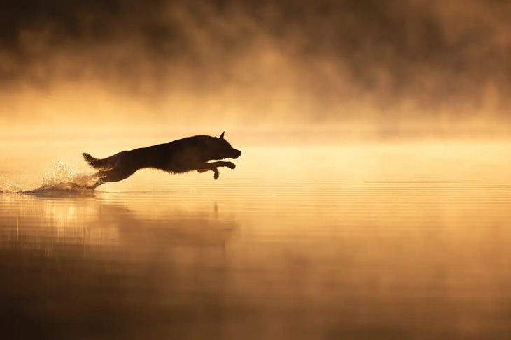 Premios de fotografía de perros del 2024