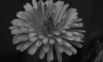 Prueba de flores y romance: una flor en blanco y negro