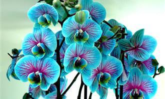Prueba de flores y romance: flor azul