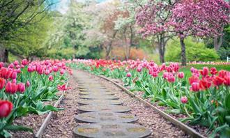 Prueba de flores y romance: un camino floral en el parque