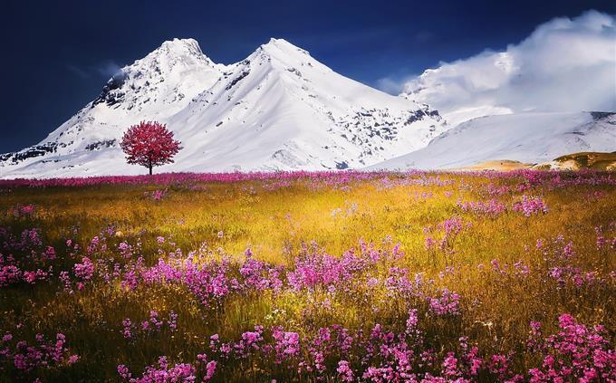 Una prueba de flores y romance: un campo al pie del monte