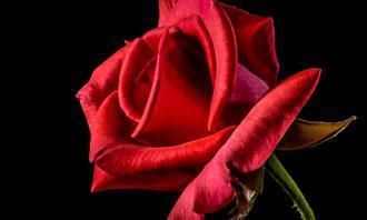 Prueba de flores y romance: rosa roja
