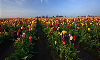 Prueba de flores y romance: el lenguaje de los tulipanes