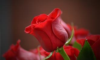 Prueba de flores y romance: rosa roja