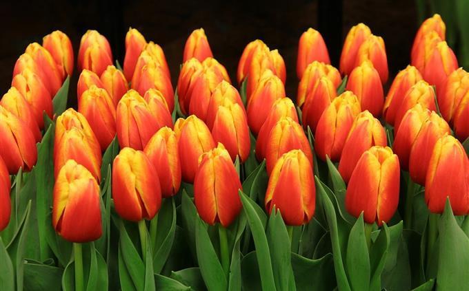 Prueba de flores y romance: tulipanes