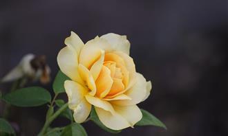 Prueba de flores y romance: flor amarilla