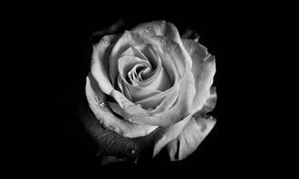 Prueba de flores y romance: una flor en blanco y negro
