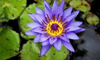 Prueba de flores y romance: flor morada