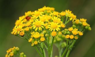 Prueba de flores y romance: flor amarilla