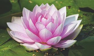 Prueba de flores y romance: loto rosa
