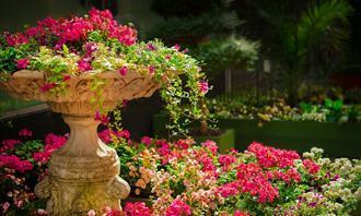 Prueba de flores y romance: un jardín floreciente