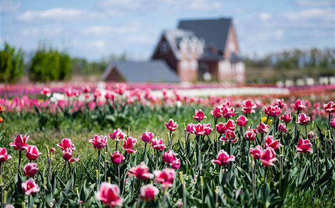 Prueba de flores y romance: Una casa en un campo de flores