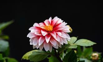 Prueba de flores y romance: flor roja y blanca.