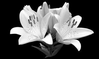 Prueba de flores y romance: una flor en blanco y negro