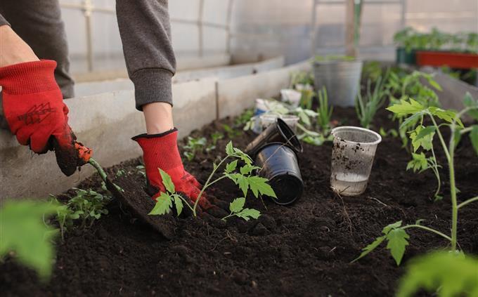 Prueba de flores y romance: trabajos de jardinería.