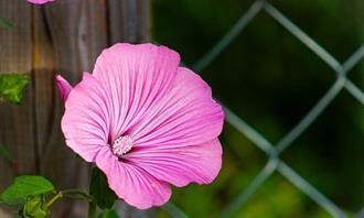 Prueba de flores y romance: hibisco rosa
