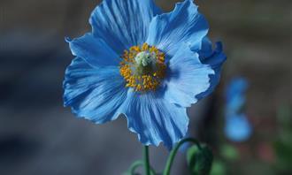 Prueba de flores y romance: flor azul